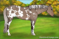 Horse Color:White Spotted Silver Grullo 