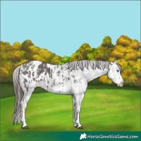 Horse Color:Liver Chestnut Sabino Splash Appaloosa  and Liver Chestnut Sabino Splash Appaloosa 