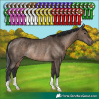 Horse Color:Brown Dun Rabicano 