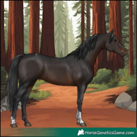 Horse Color:Brown Tobiano 
