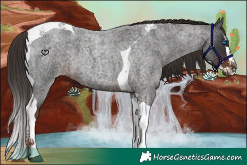 Horse Color:Liver Red Roan Splash Tobiano 