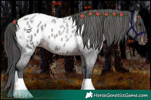 Horse Color:Brown Roan Appaloosa 