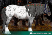 Horse Color:Brown Roan Near Leopard 