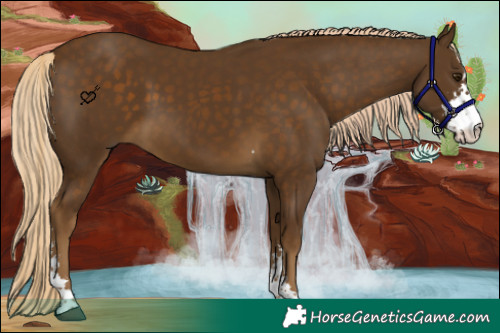 Horse Color:Chocolate Palomino Sabino 