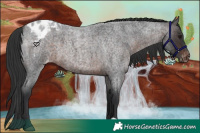 Horse Color:Brown Roan Appaloosa 