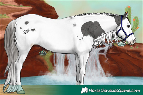 Horse Color:Liver Chestnut Ice Splash Tobiano