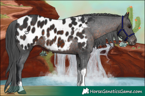 Horse Color:Brown Tobiano Near Leopard 
