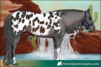 Horse Color:Brown Tobiano Near Leopard 