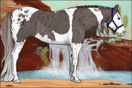 Horse Color:Liver Chestnut Ice Splash Tobiano
