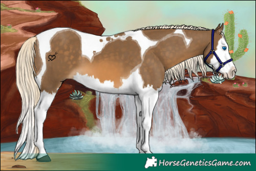 Horse Color:Chocolate Palomino Sabino Splash Tobiano 