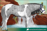 Horse Color:Blue Ice Roan Splash Tobiano