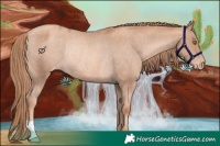 Horse Color:Gold Champagne Varnish Rabicano 