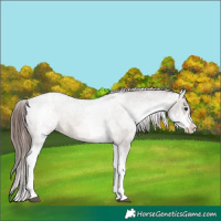 Horse Color:White Spotted Brown Dun Varnish 