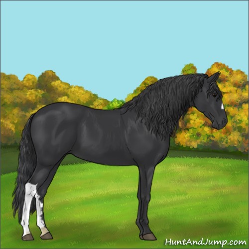 Horse Color:Black 