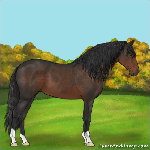 Horse Color:Liver Chestnut