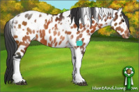 Horse Color:White Spotted Bay Tobiano Leopard