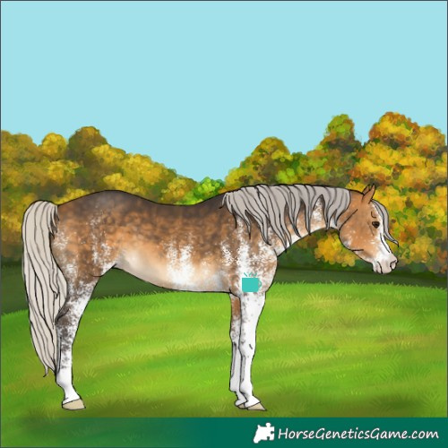 Horse Color:White Spotted Silver Buckskin 