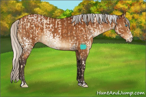 Horse Color:Silver Smoky Black Pearl Sabino and White Spotted Silver Buckskin