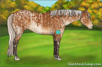 Horse Color:Silver Smoky Black Pearl Sabino  and White Spotted Silver Buckskin 