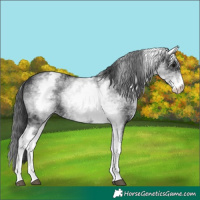 Horse Color:White Spotted Black
