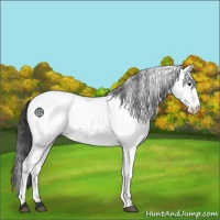Horse Color:White Spotted Black Appaloosa 