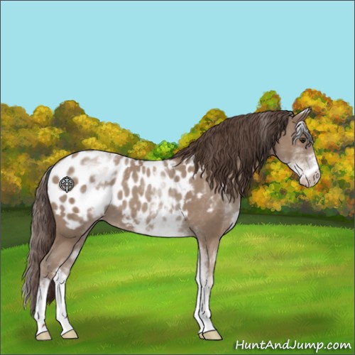 Horse Color:White Spotted Classic Champagne Appaloosa 