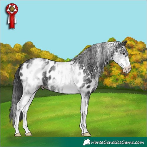 Horse Color:White Spotted Black Near Leopard 