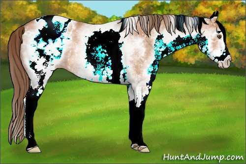 Horse Color:White Spotted Brown Pearl Appaloosa 