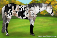 Horse Color:Plaid  White Spotted Brown Appaloosa 