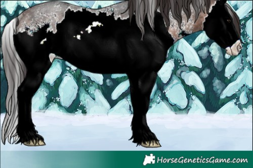 Horse Color:Brown Ice Sabino Splash Rabicano 