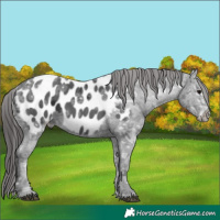Horse Color:Black Ice Appaloosa 