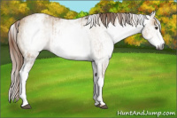 Horse Color:Gray White Spotted Red Dun Rabicano  and Gray White Spotted Red Dun Rabicano 