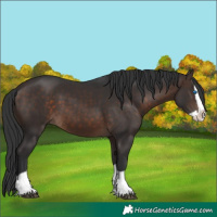 Horse Color:Brown Splash 