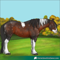 Horse Color:Brown Splash Tobiano 