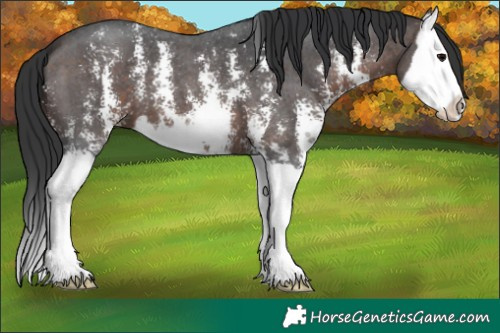 Horse Color:Brown Sabino Splash