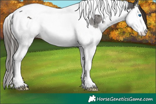 Horse Color:Liver Chestnut Splash Tobiano