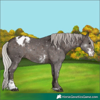 Horse Color:Silver Brown Sabino Appaloosa 
