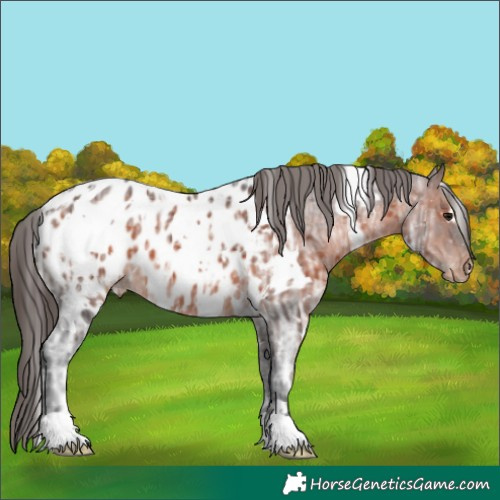 Horse Color:White Spotted Brown Ice Appaloosa 