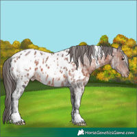 Horse Color:White Spotted Brown Ice Appaloosa 
