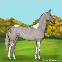 Horse Color:Silver Grullo Roan Tobiano 