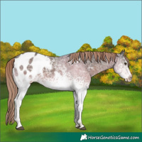 Horse Color:White Spotted Liver Chestnut Ice Sabino Appaloosa 