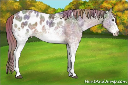 Horse Color:Nacre White Spotted Liver Chestnut Ice Appaloosa 