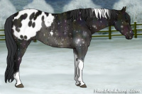Horse Color:Midnight Brown Ice Tobiano Appaloosa 