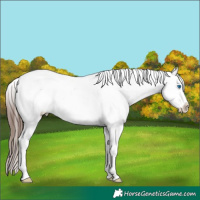 Horse Color:Liver Chestnut Ice Splash Appaloosa 