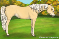 Horse Color:Palomino 