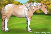 Horse Color:Brown Pearl Tobiano Appaloosa 