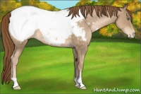 Horse Color:Smoky Black Pearl Snowcap 