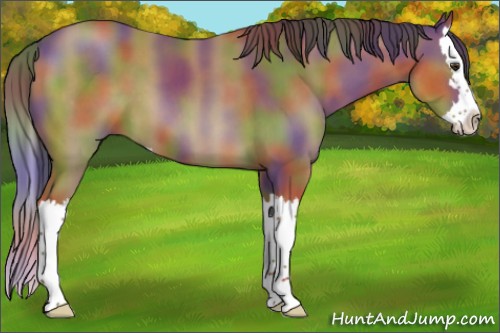 Horse Color:Nacre Bay Sabino Splash 
