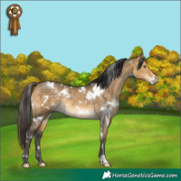 Horse Color:White Spotted Buckskin Dun Rabicano