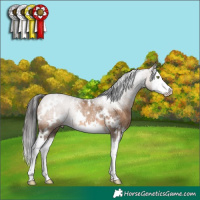 Horse Color:White Spotted Brown Dun Splash Rabicano 